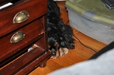 Sampson 068